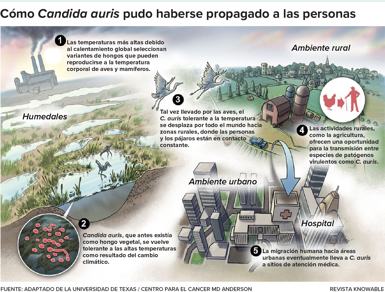 Candida auris surgió por primera vez como causa de una enfermedad fúngica que afecta a seres humanos hace apenas una década, aparentemente de la nada. Los científicos ahora piensan que el cambio climático puede haber ayudado al hongo a adaptarse a las altas temperaturas corporales de aves y mamíferos, incluidas las personas. Luego, la actividad humana llevó a estos hongos tolerantes al calor hasta las zonas urbanas, donde se convirtieron en un problema médico grave.