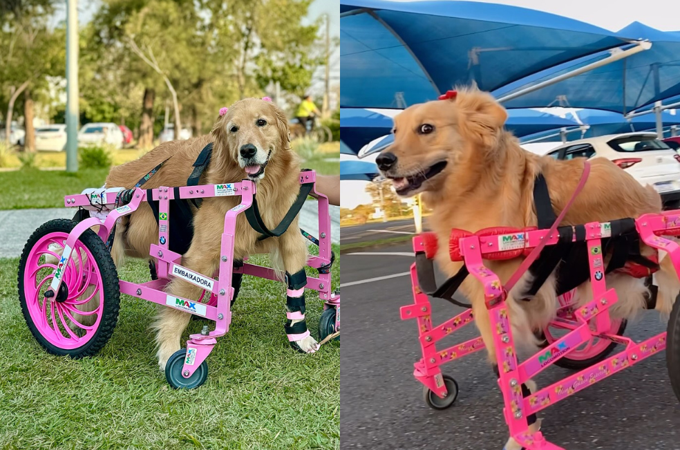Olivia: la famosa perrita con discapacidad que ha tocado miles de corazones