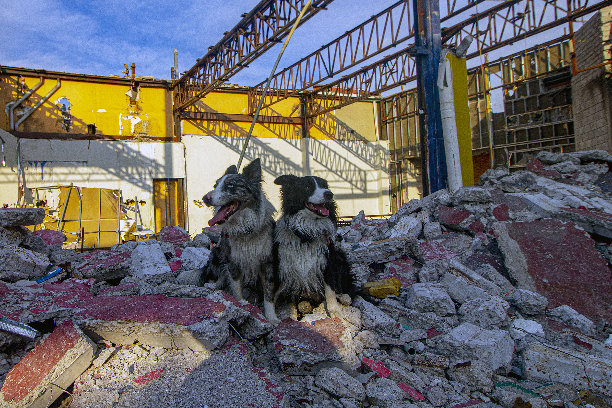 Así identificarán los hogares con mascotas para ayudarlas en caso de emergencia