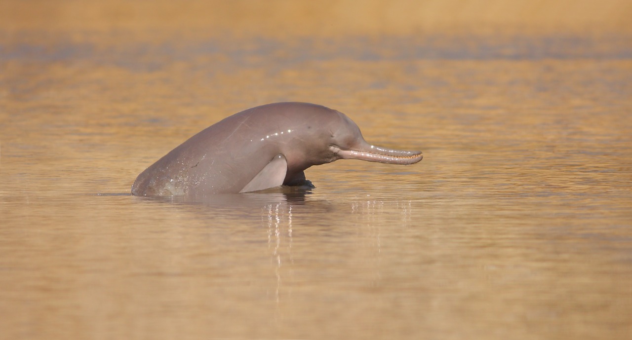 Una nueva especie de delfín entrará a los registros de la ciencia