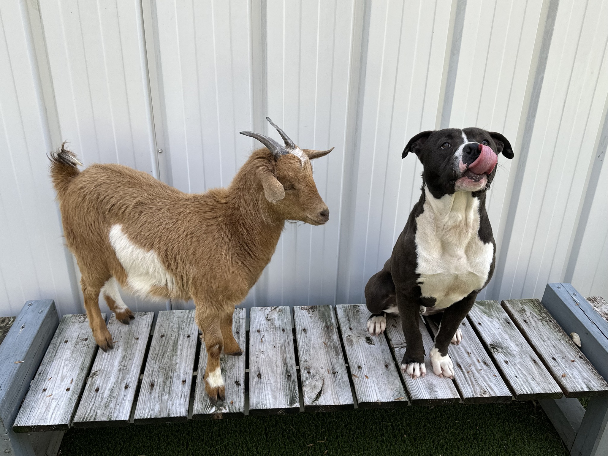 ¡Adorables! La historia de un perro y una cabra que fueron adoptados juntos