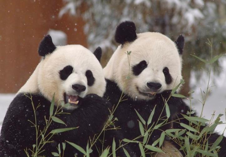 China enviaría nuevos pandas a Estados Unidos como “embajadores de amistad”