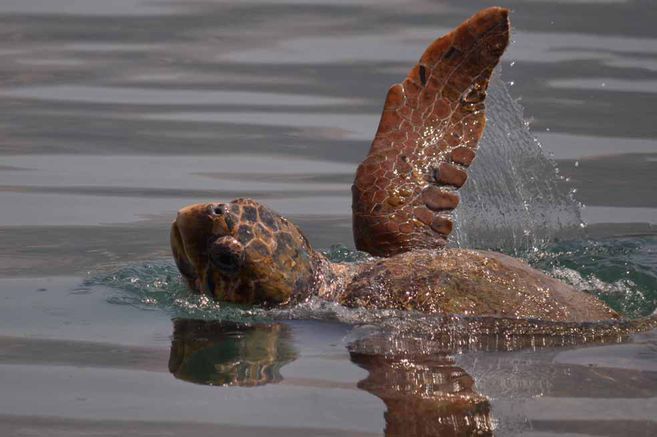 Nacen 105 tortugas bobas en el parque Tayrona