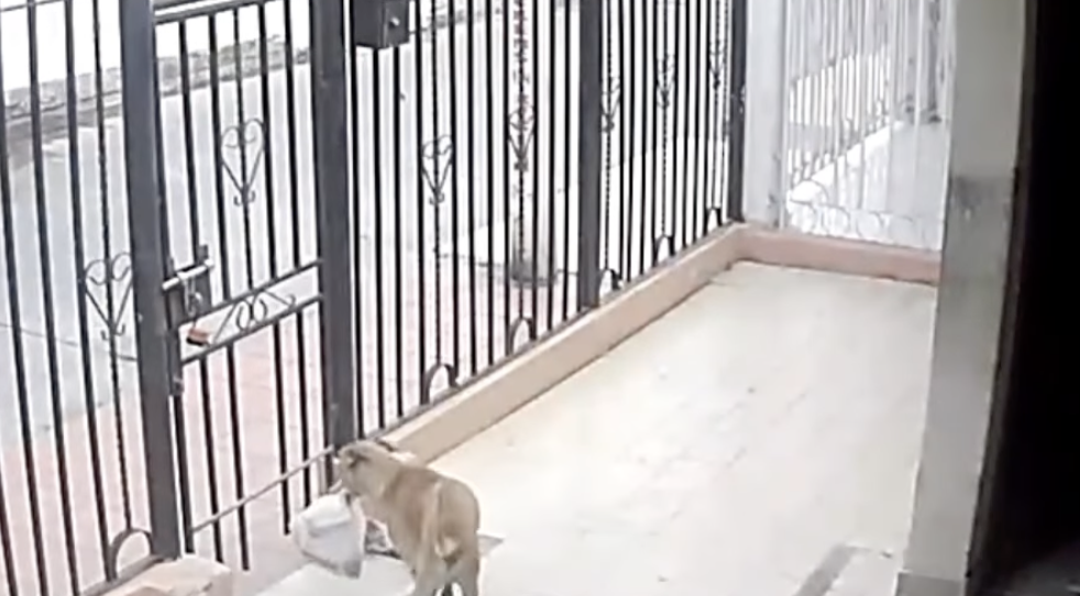 Perros se robaron el mercado de un hombre en Atlántico: ¿Lograron recuperarlo?