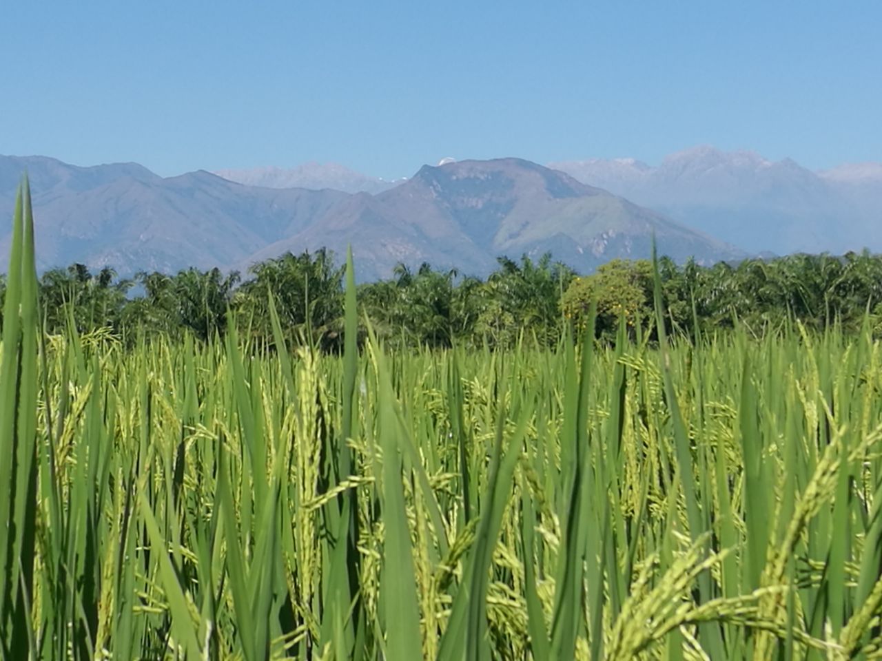 Paro arrocero: así se implementan los acuerdos entre el gremio y los productores