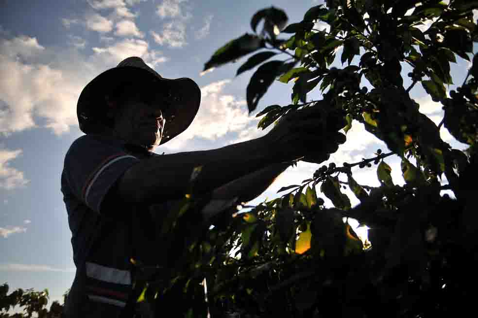 Cafeteros, escépticos frente a buenos precios del grano
