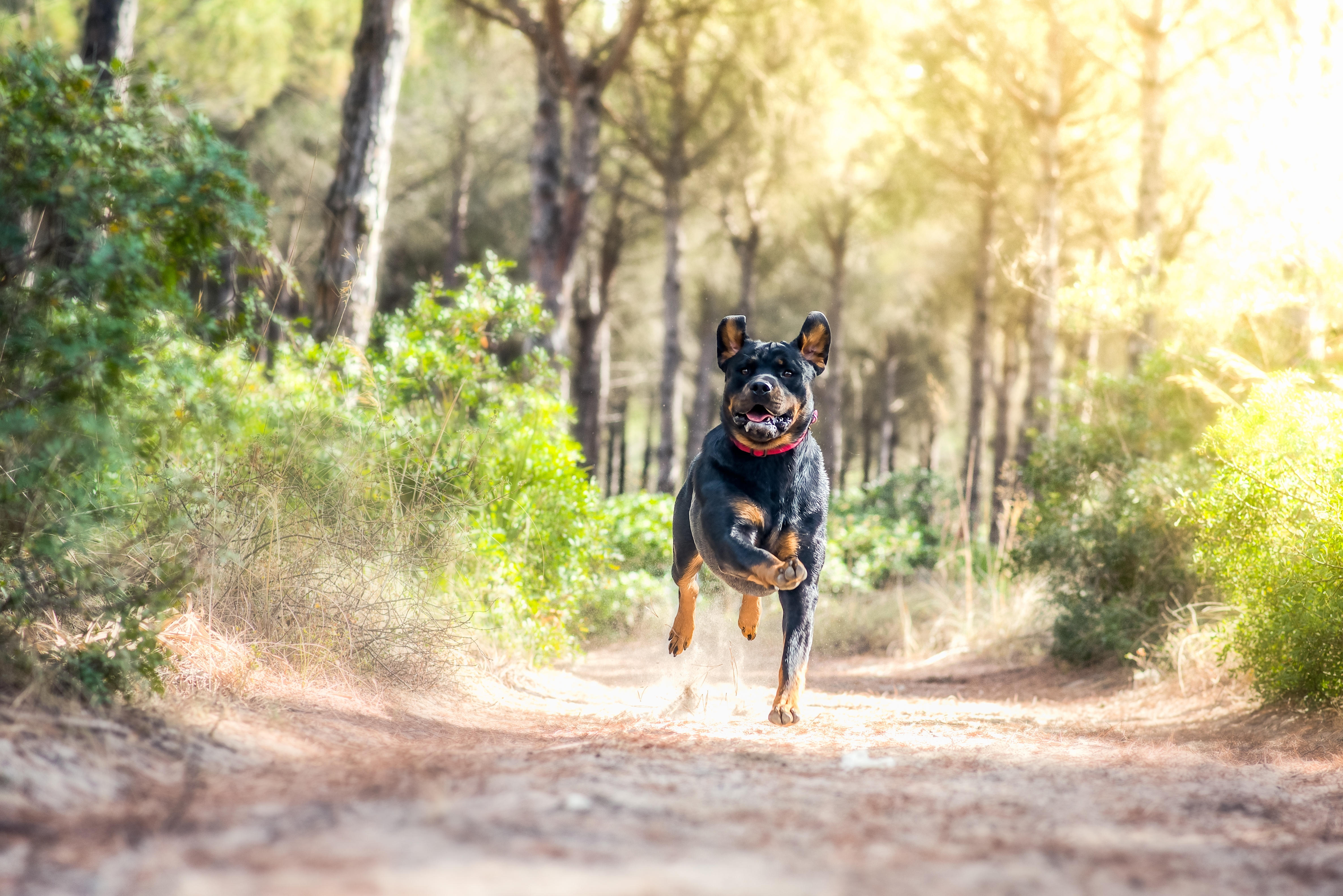 ¿Le gusta correr con su perro? Así debe alimentarlo para no dañar su salud