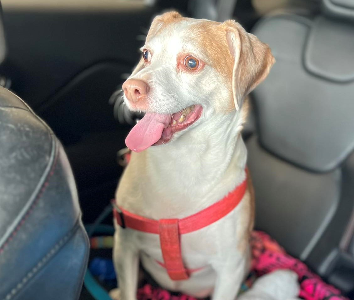 Mujer abandonó a su perrita en el aeropuerto porque no cabía bajo el asiento