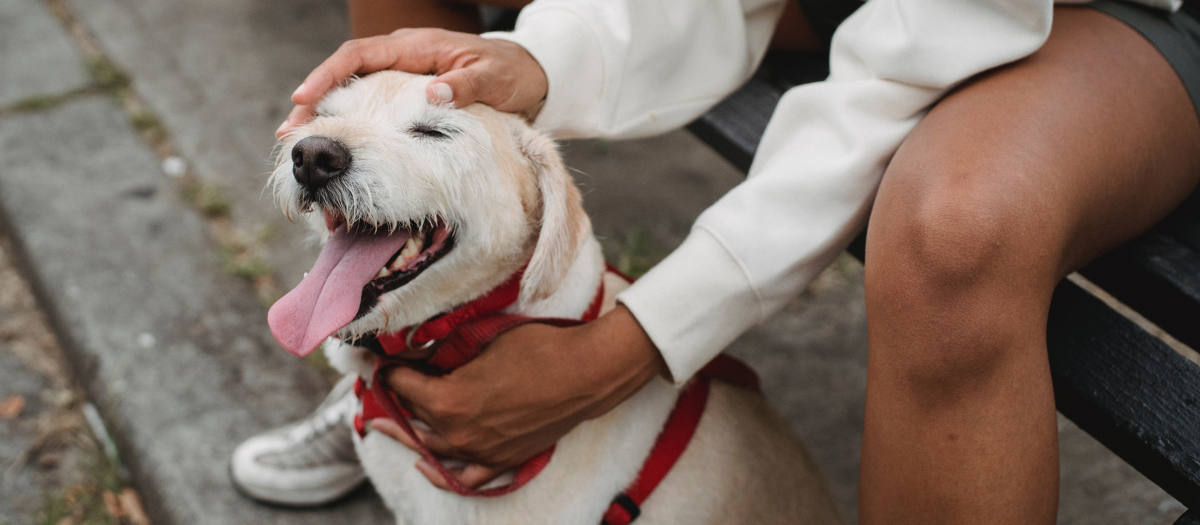 4 razas de perros que se adaptan mejor en la ciudad