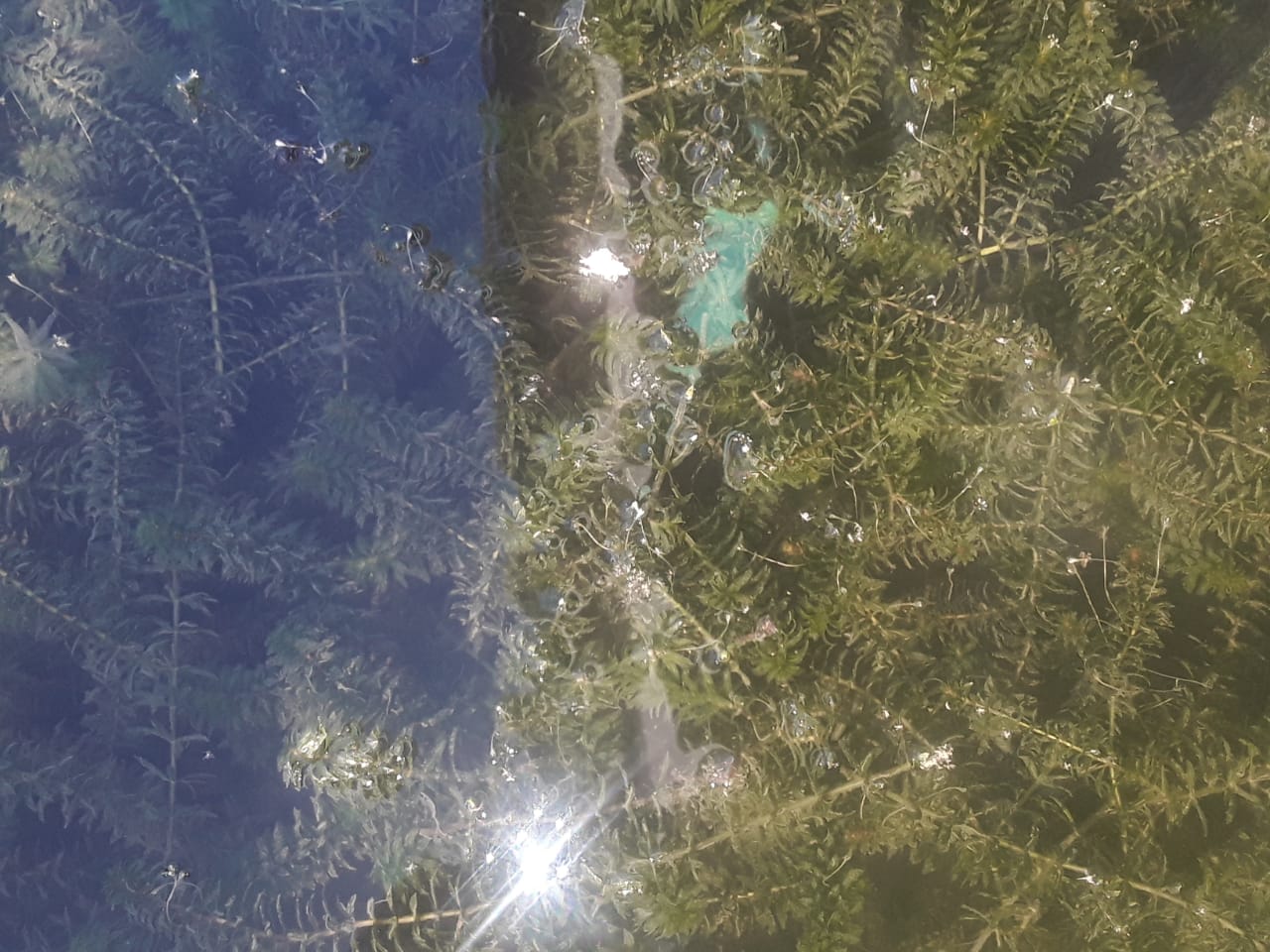 Imagen en detalle de la "Hydrilla verticillata".