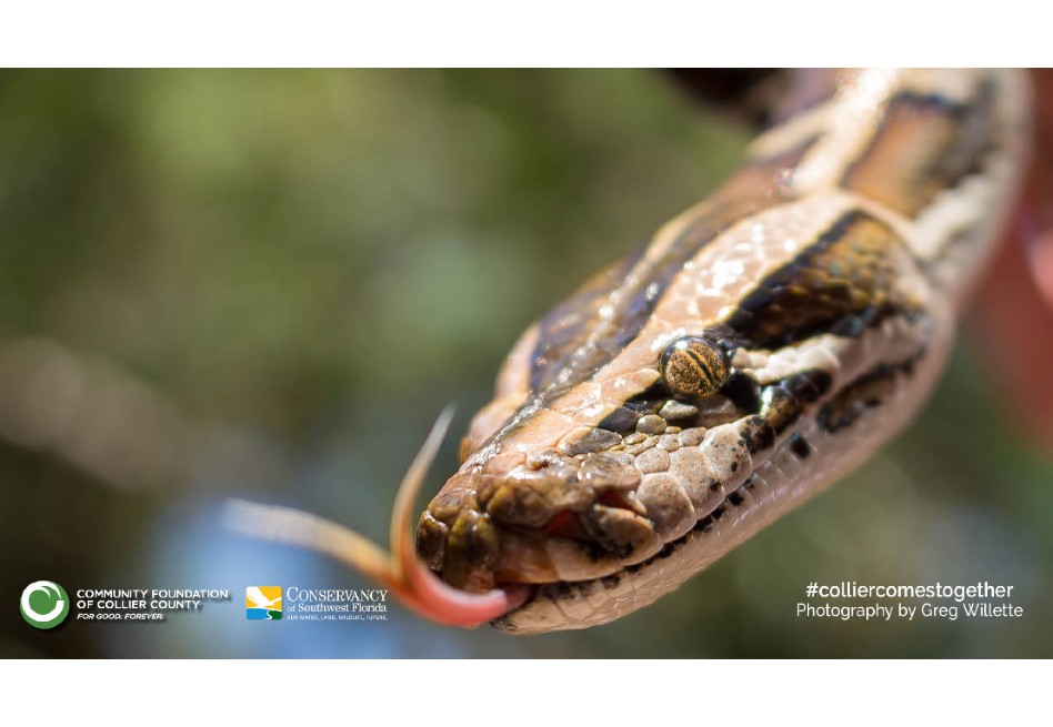 El hecho fue registrado en cámaras, cuando una serpiente Pitón devoraba a un ciervo de 30 kilos. 66.9% mayor a su masa.