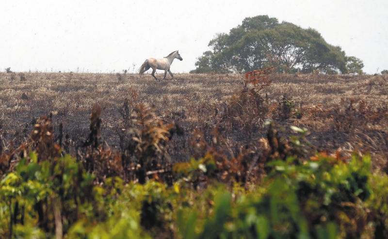 Más de 450 ingenieros forestales escriben carta a Duque alertando sobre los bosques