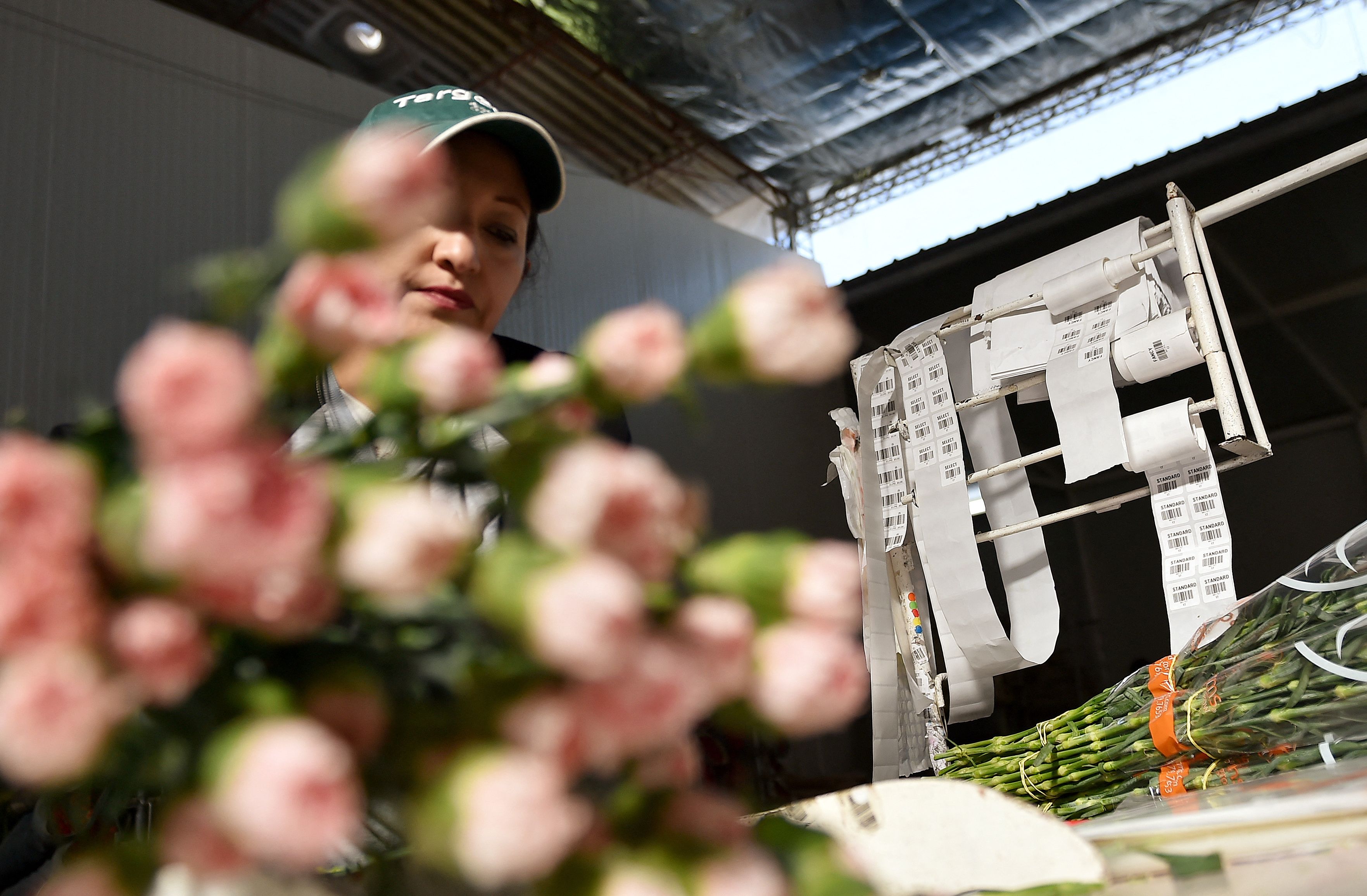 Floricultores Cultivo Rosas