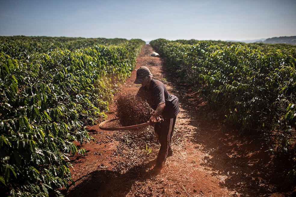Climas extremos “desequilibran” cultivos de café de productores