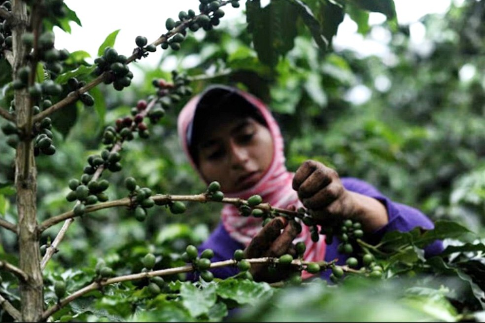 Exportaciones de alimentos a Medio Oriente crecieron 88 % en 2020
