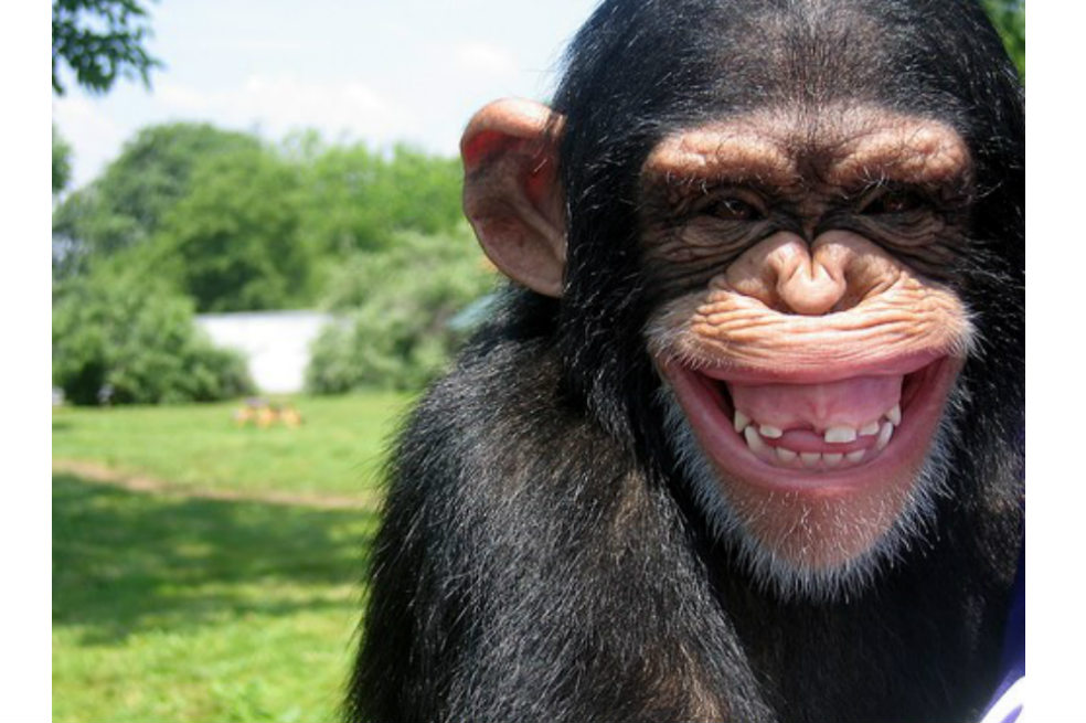 Chimpancés adaptan su sonrisa como los humanos