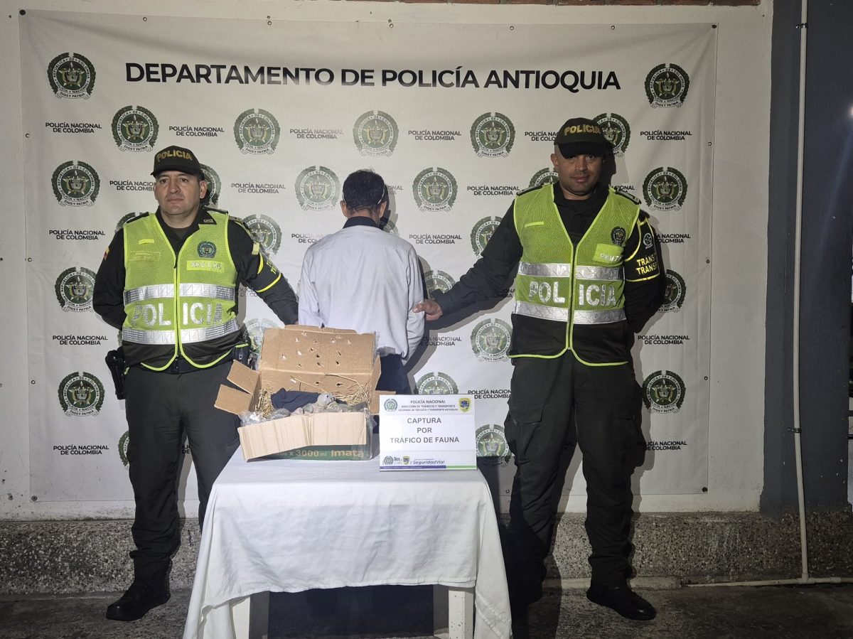 Incautan 10 pichones de lora frentiamarilla que estaban siendo transportados en un bus