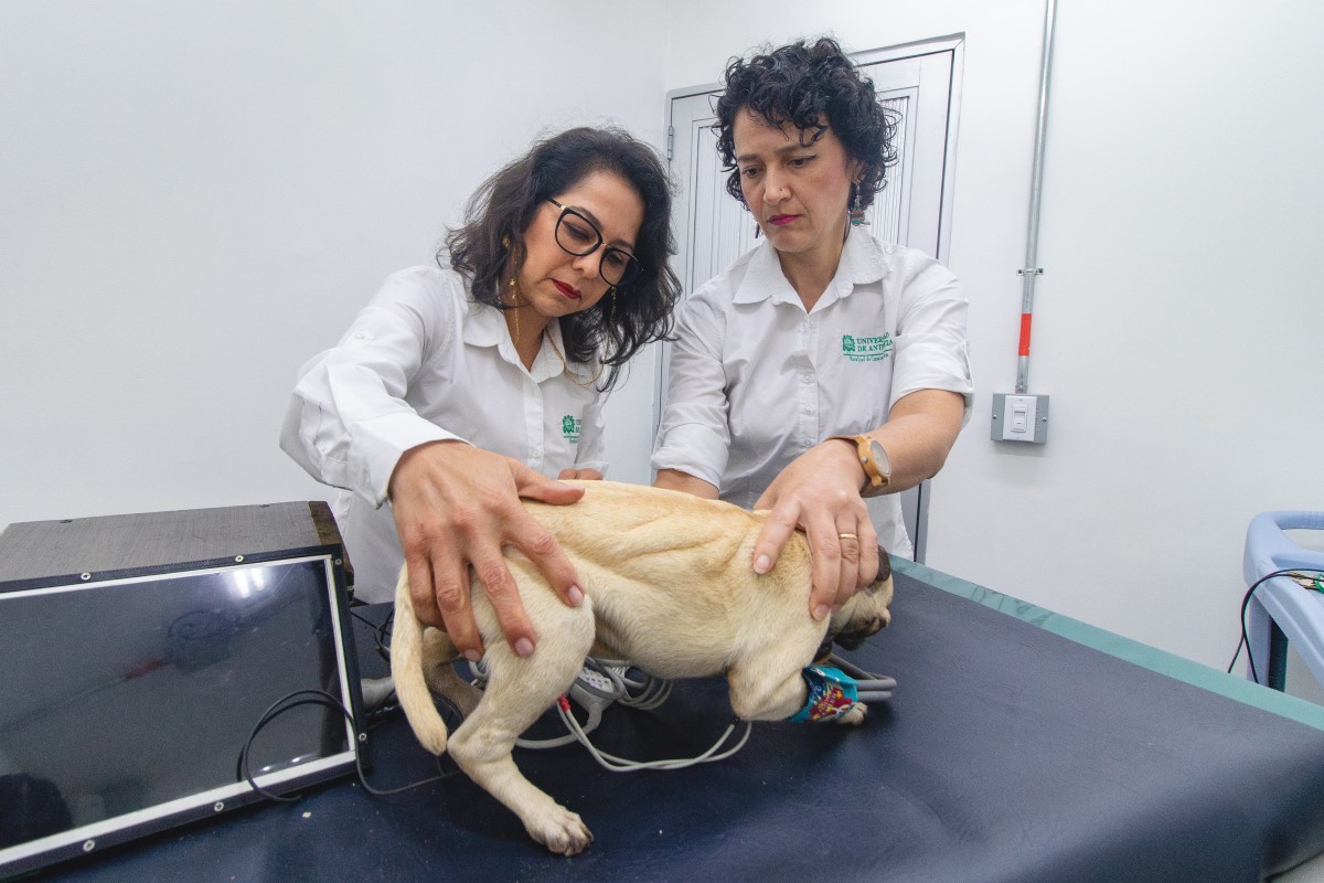 Crean en Colombia el primer perro robot para enseñar a estudiantes de veterinaria