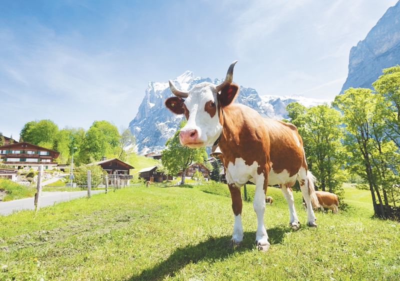 Lecciones para prevenir la mastitis subclínica