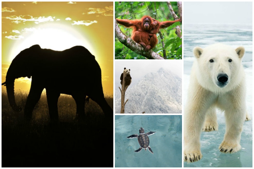 Cinco animales en peligro de extinción por el cambio climático