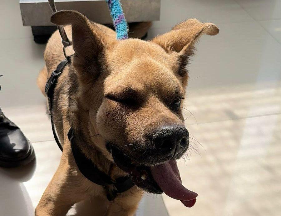 Mateo, el perrito abandonado que lucha por sobrevivir: “su único error fue enfermarse”