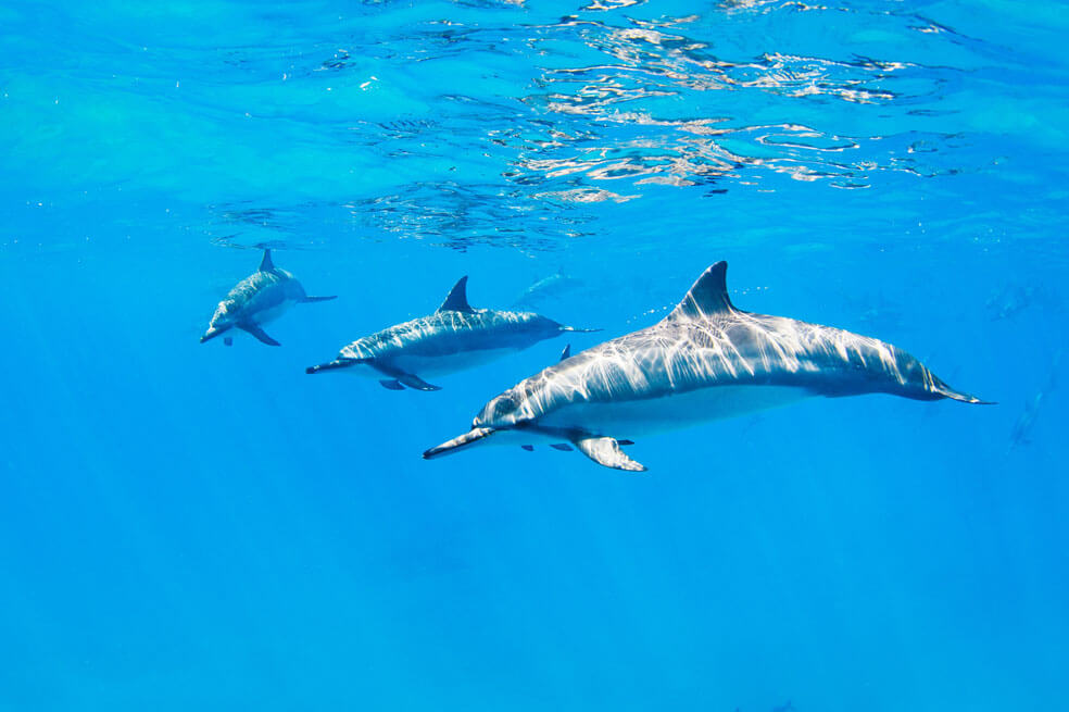 A mar abierto: un proyecto del Acuario de Santa Marta para acercar a los delfines a su hábitat