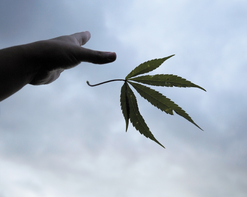 Gobierno expide norma sobre cannabis que responde pedido de empresarios del sector