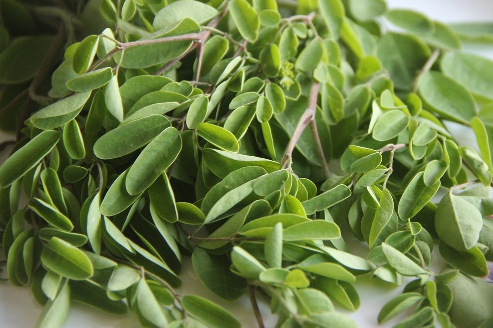 Moringa: para qué sirve, cómo se prepara y sus beneficios para la salud