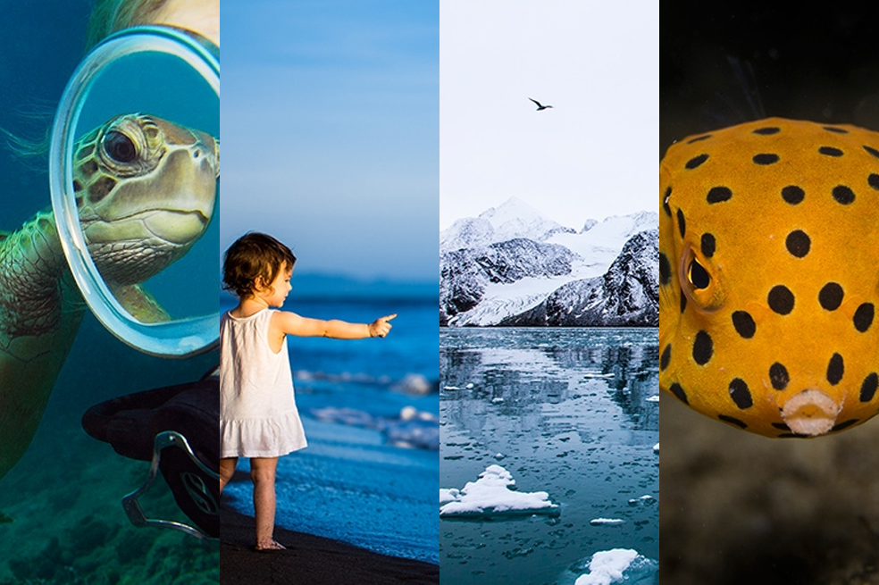 Ganadores del concurso fotográfico del Día del Océano 2017
