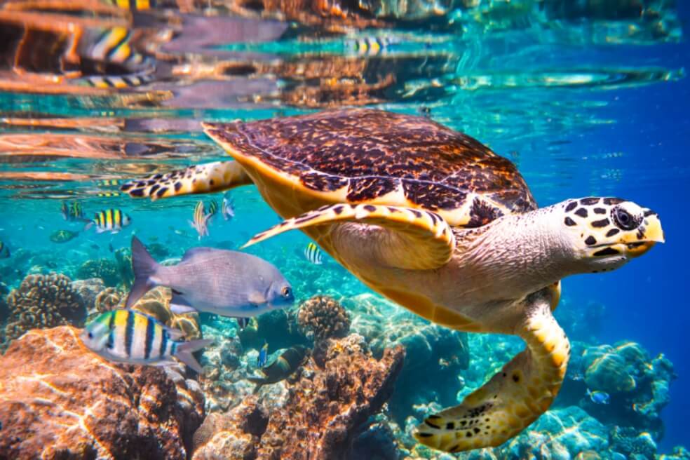 “Un millón de especies del mundo están en peligro de extinción”: Ipbes