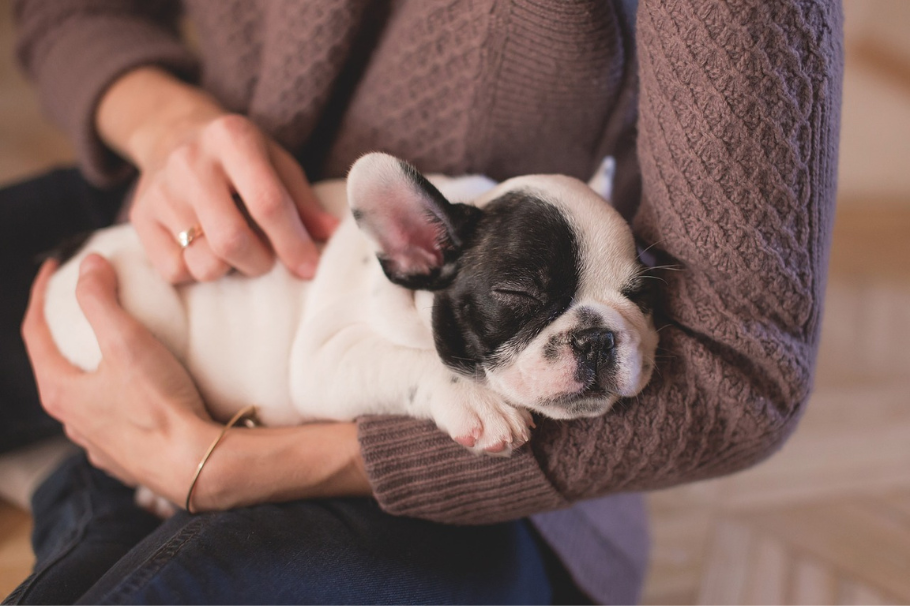 ¿Cuántas horas duerme un perro al día según su edad?