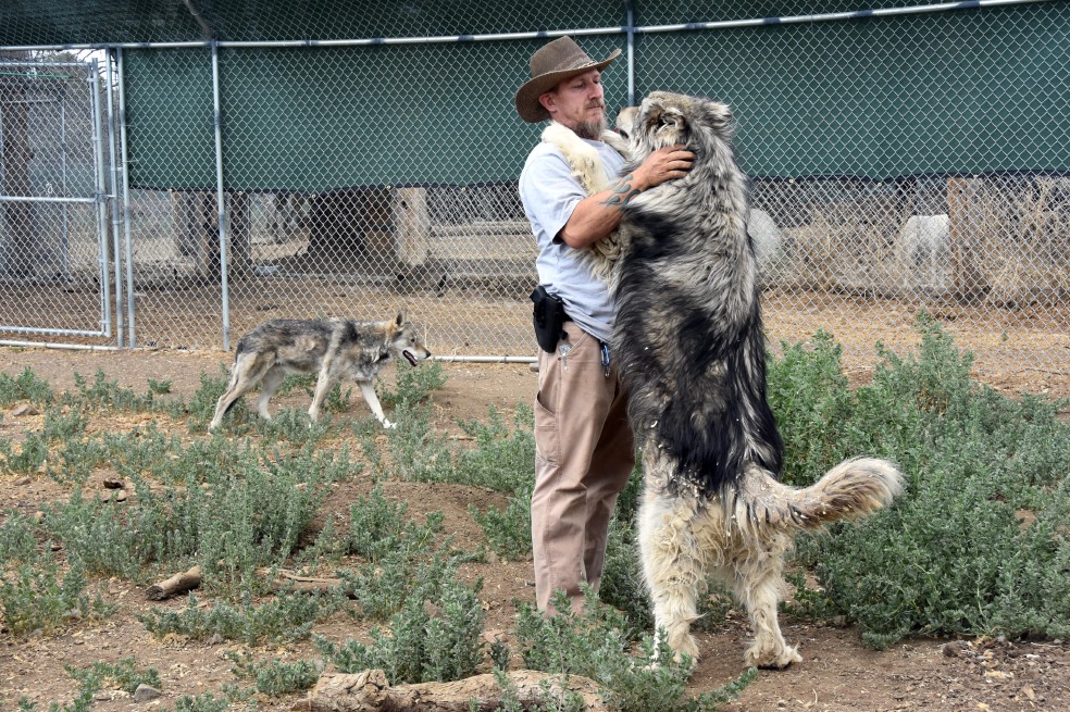 Lobos para curar estrés postraumático