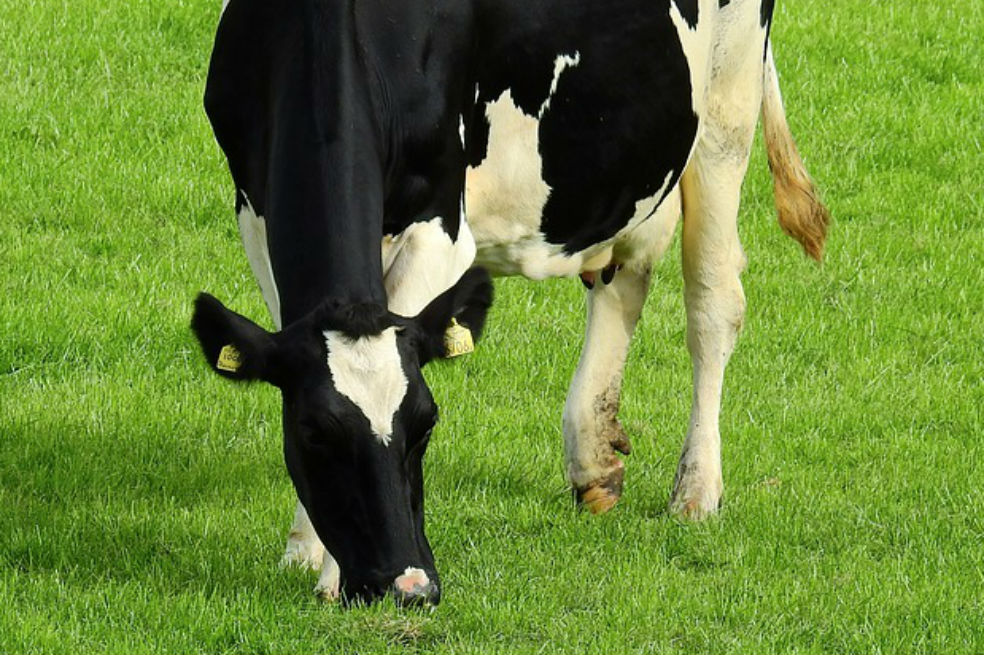 Muere un musulmán en India atacado por defensores de las vacas