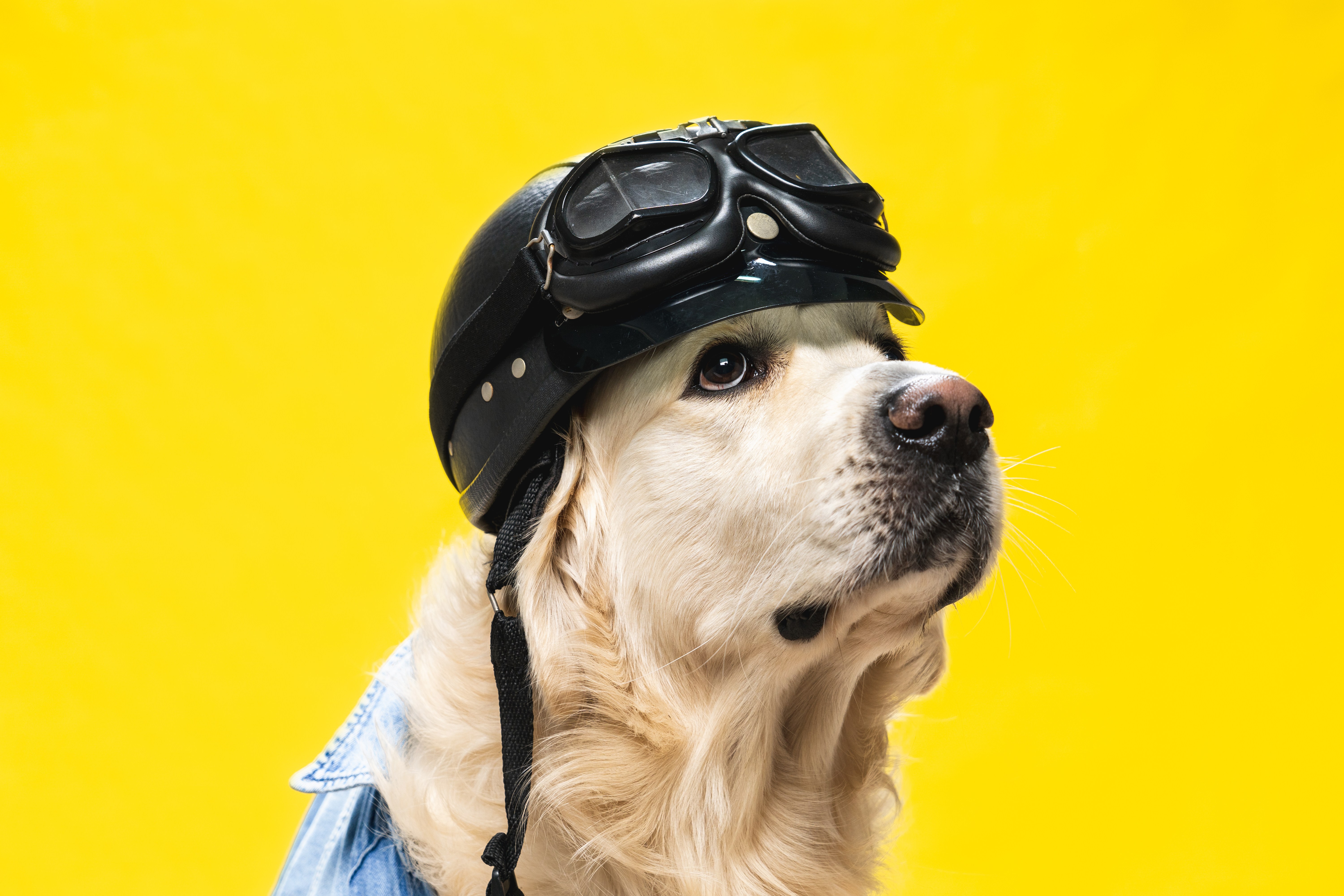 ¿Es legal llevar perros en moto en Colombia?