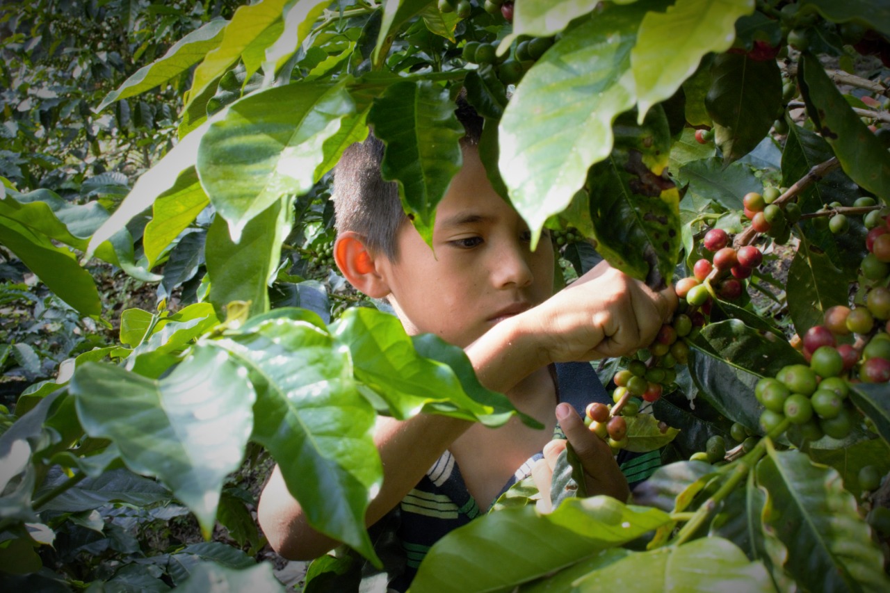 En el sur del Tolima la educación rural es clave para construir la paz