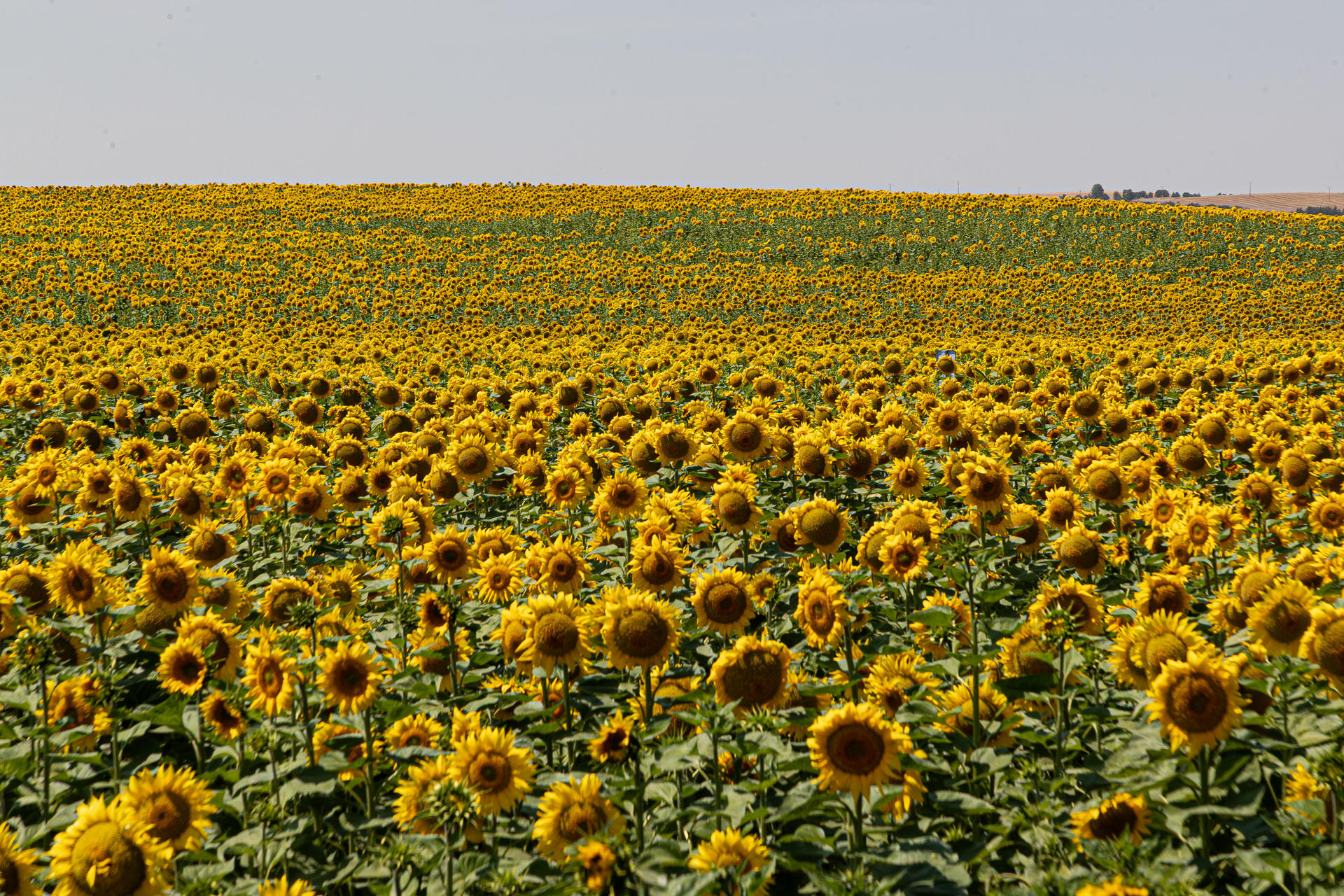¿Por qué los girasoles ya no giran hacia el sol al madurar?