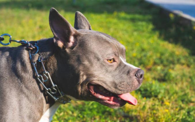 Polémica en Nariño por policía que habría disparado a un perro en defensa propia