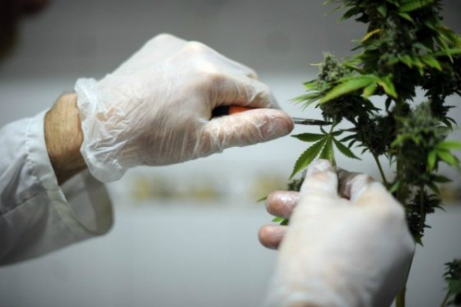 Empresa colombiana tendrá licencia para hacer medicamentos con marihuana