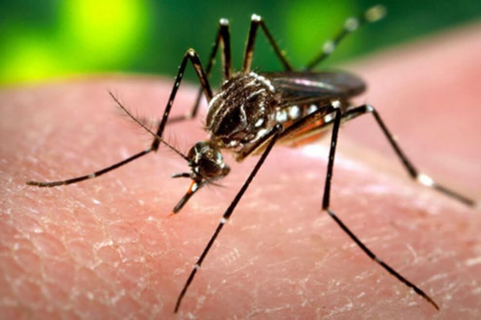 Colombia, entre las zonas con más riesgo de infección por el virus del zika