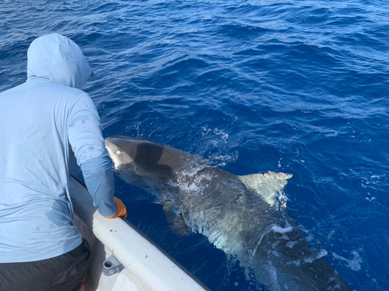 Personal experto capturó y liberó lejos de San Andrés a tiburón tigre hembra