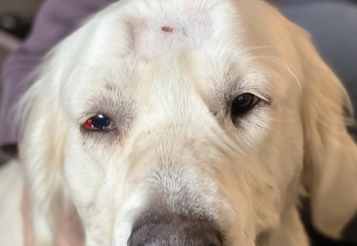En video: perrito fue encontrado con su hocico atado y un disparo en la cabeza
