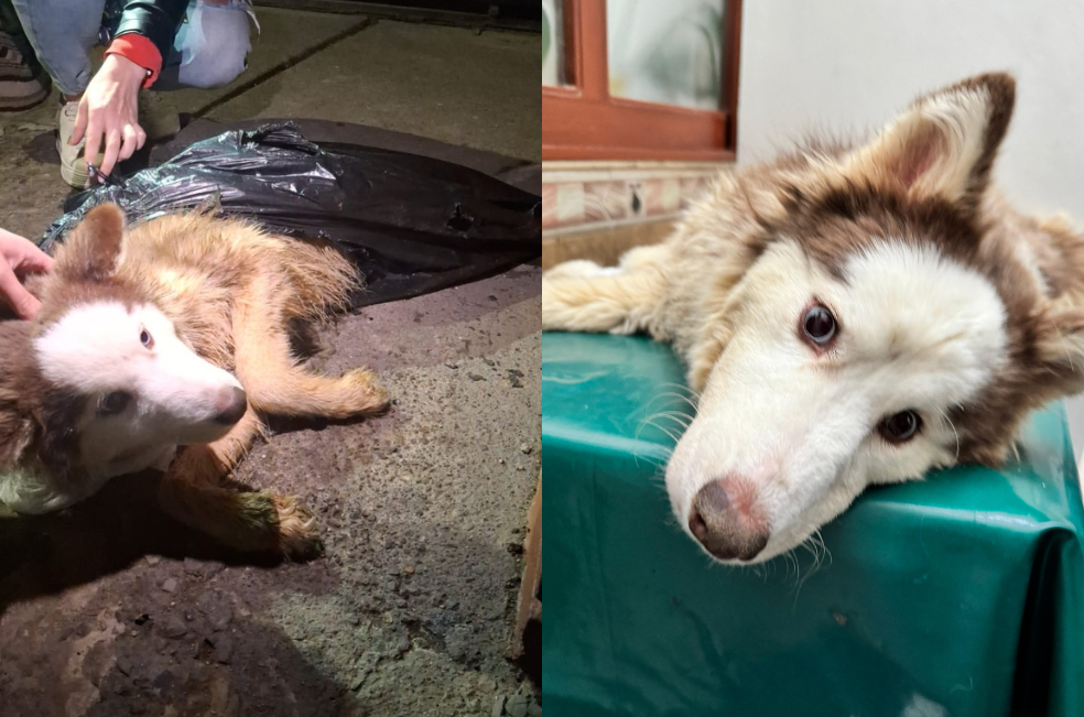 Abandonaron a una perrita dentro de una bolsa de basura en Bogotá: necesita ayuda