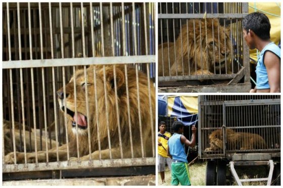 Es incierto el futuro de leones rescatados hace más de un año de circo en Santander