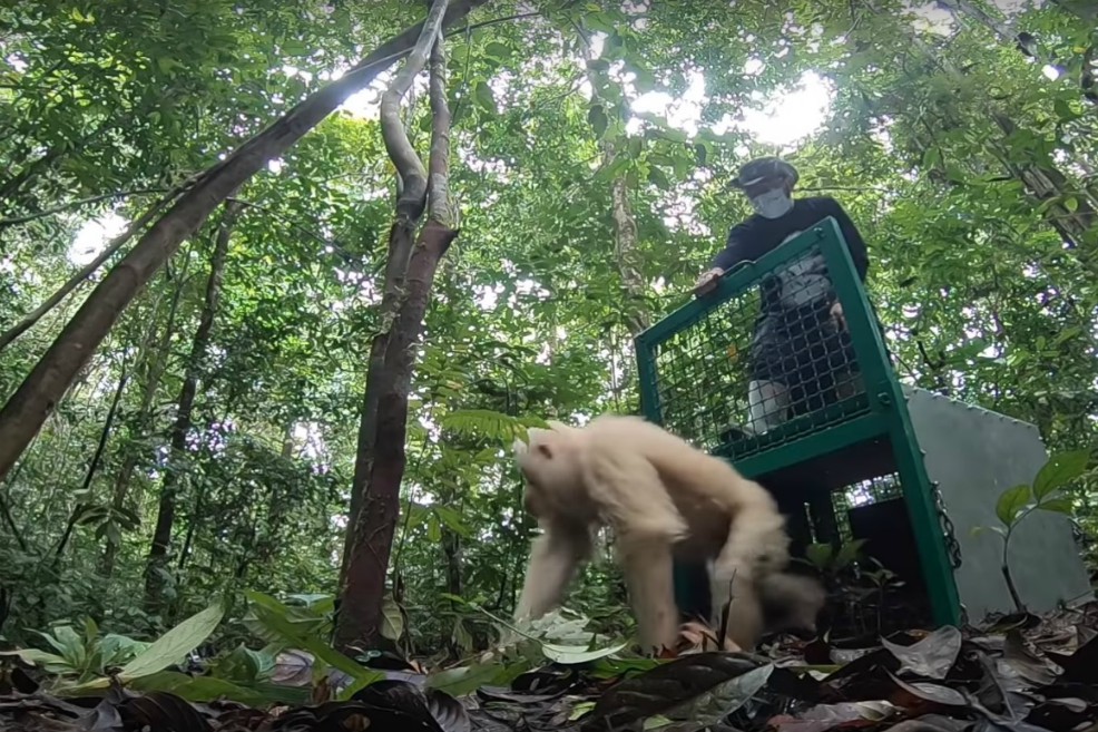 Así fue el regreso a la naturaleza de la única orangután albina tras 2 años de rehabilitación