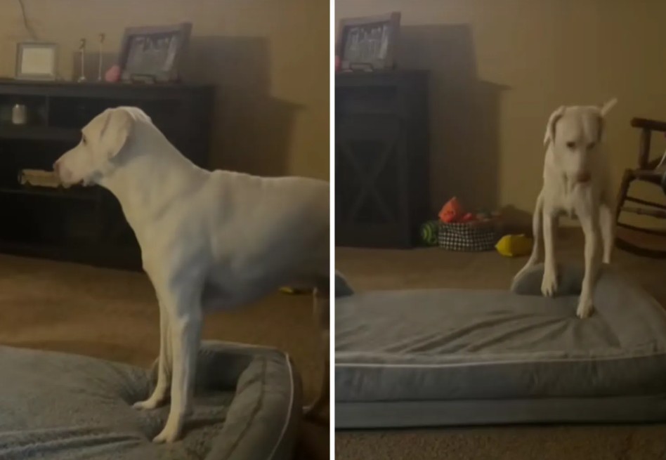 Perro rescatado conmueve al mover su cama para dormir junto a una pequeña bebé (video)