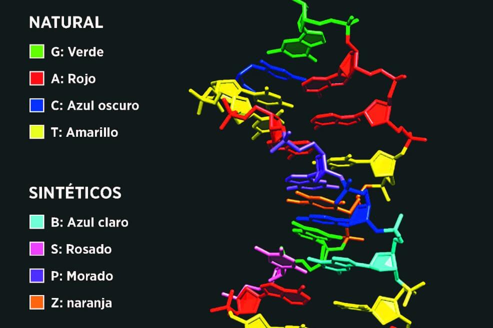 Se duplica el alfabeto de la vida