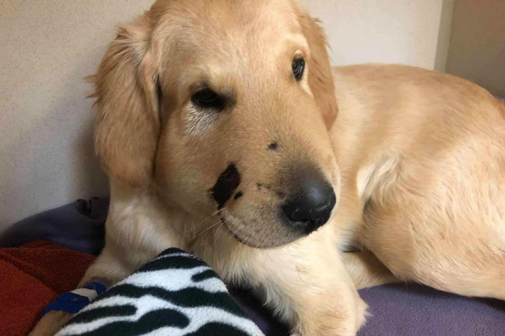 Todd, el perro que salvó a su dueña de la mordedura de una serpiente