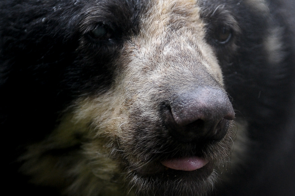 Se trata de una especie silvestre que habita en los bosques de niebla y los páramos, aunque puede encontrarse en lugares que desde los 400 metros sobre el nivel del mar.Según la UICN, su población en todo América Latina varía entre 2.500 y 10.000 individuos, cantidad que se está reduciendo por la deforestación de los bosques y la consecuente desaparición de su hábitat. También están amenazados por traficantes que usan sus dientes y pelaje para brevajes que se promocionan como “medicina tradicional”. 