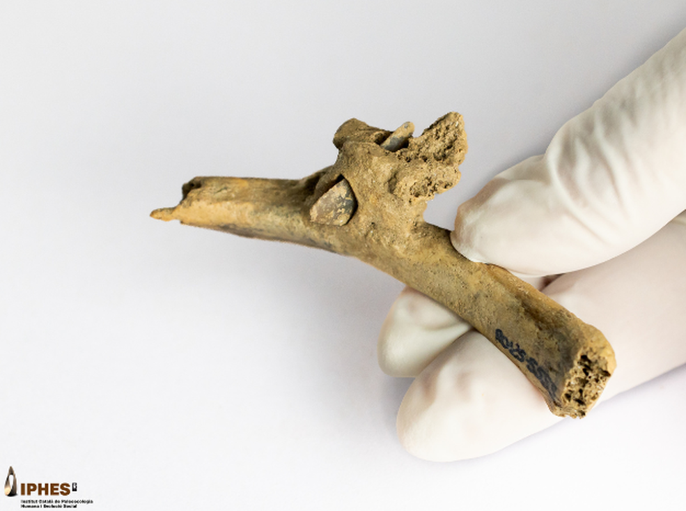 ¿Cómo fue una pelea hace 4.000 años? Científicos podrían tener la respuesta