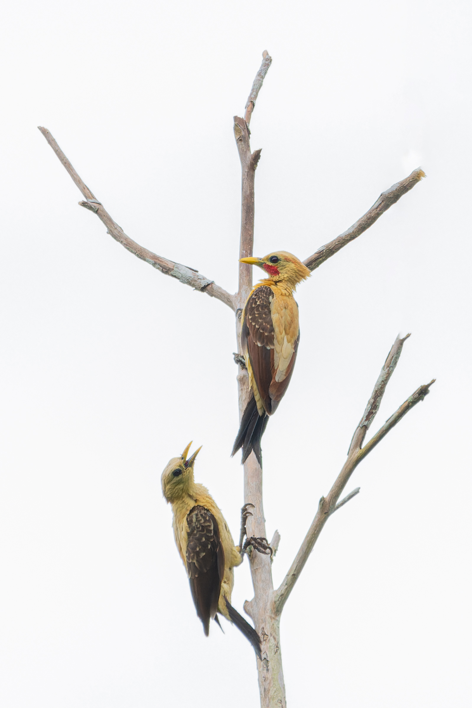 AVES USO EXCLUSIVO